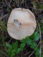 Lactarius psammicola