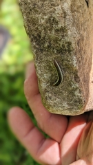 Spodoptera ornithogalli