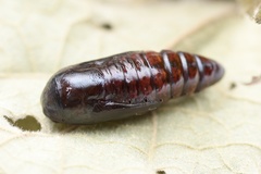 Xanthodes transversa