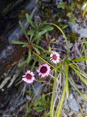 Erigeron morrisonensis
