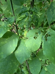 Prociphilus fraxinifolii