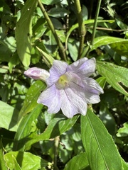 Strobilanthes longespicatus