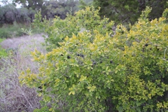 Diospyros texana