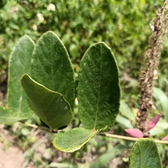 Uraria crinita
