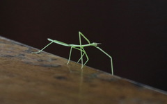 Clitumninae