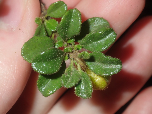 Image of Diplolaena Obovata (Diplolaena obovata) by (c) Thomas Mesaglio, some rights reserved (CC BY)