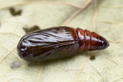 Xanthodes transversa