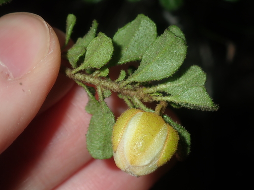 Image of Diplolaena Obovata (Diplolaena obovata) by (c) Thomas Mesaglio, some rights reserved (CC BY)