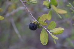 Diospyros texana