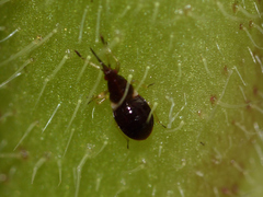 Anthocoris