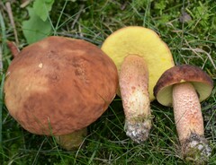 Hemileccinum rubropunctum