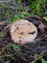 Lactarius psammicola