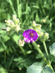 Mirabilis glabrifolia