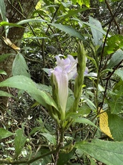 Strobilanthes longespicatus