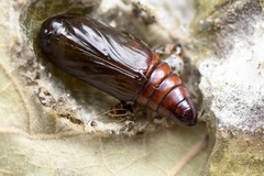 Xanthodes transversa