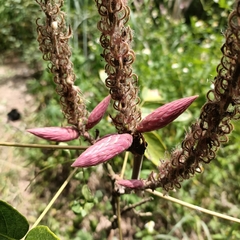 Uraria crinita