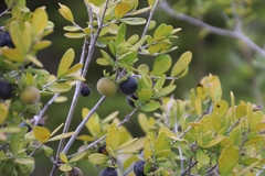 Diospyros texana