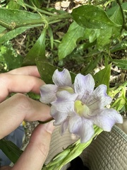 Strobilanthes longespicatus