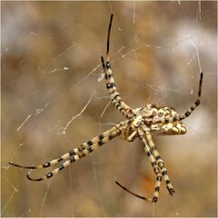 Argiope lobata