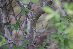 Diospyros texana