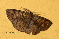 Thysanopyga amarantha