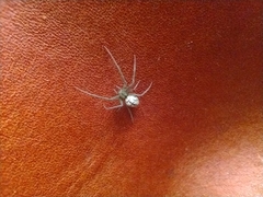 Leucauge