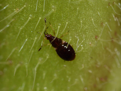 Anthocoris