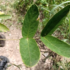 Uraria crinita