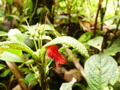 Gesneriaceae