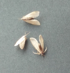 Acentria ephemerella