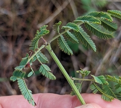 Desmanthus velutinus