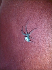 Leucauge