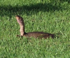Apalone ferox
