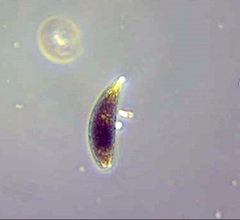 Euglena sanguinea