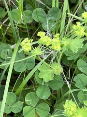 Alchemilla vulgaris