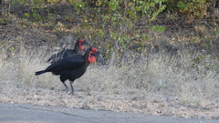 Bucorvus leadbeateri