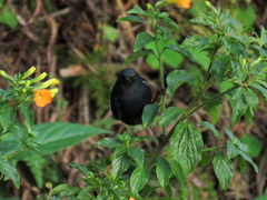 Diglossa albilatera