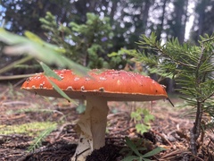 Amanita muscaria flavivolvata