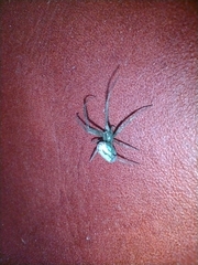 Leucauge