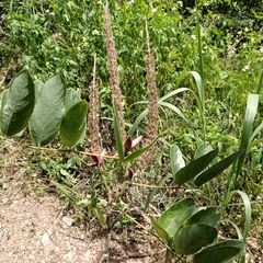 Uraria crinita