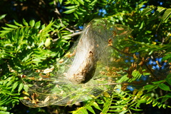 Hyphantria cunea