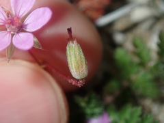Erodium cicutarium