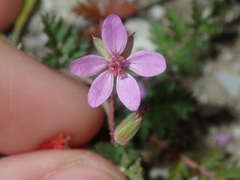 Erodium cicutarium