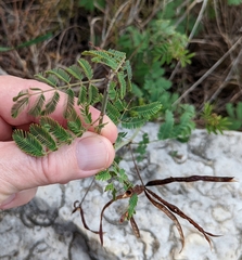Desmanthus velutinus