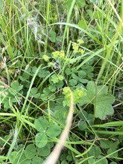 Alchemilla vulgaris