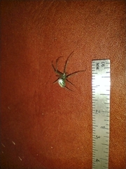 Leucauge