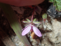 Erodium cicutarium