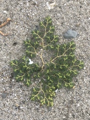 Euphorbia polygonifolia