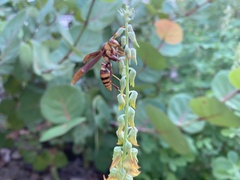 Polistes major major
