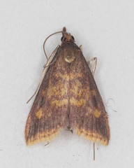 Pyrausta acrionalis